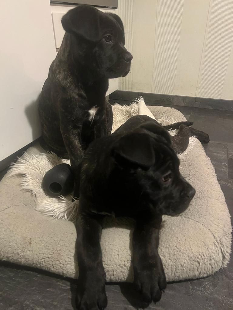 Cane Corso Welpen