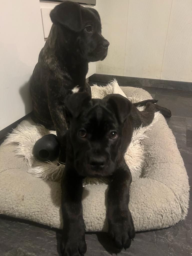 Cane Corso Welpen