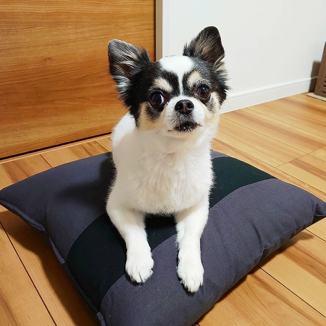 Wundersch?ne 12 Wochen alte Chihuahua We Wundersch?ne 12 Wochen alte Chihuahua We