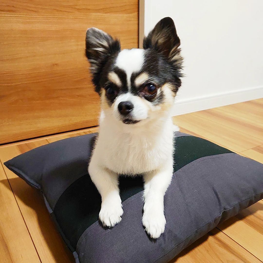 Wundersch?ne 12 Wochen alte Chihuahua We Wundersch?ne 12 Wochen alte Chihuahua We