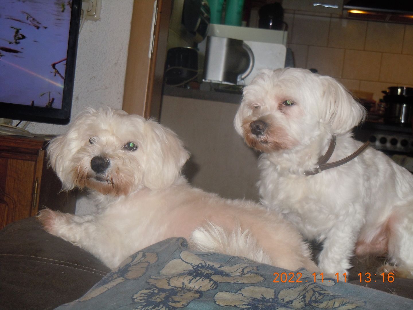 Kleiner Balu sucht neues liebevolles zuhause