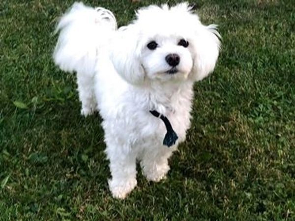 Kleiner Balu sucht neues liebevolles zuhause