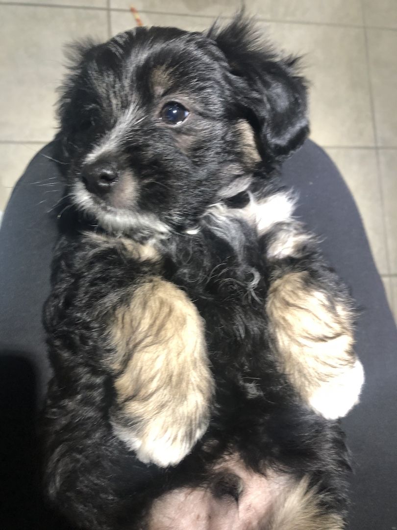 Pudel-Shih-Tzu mischling Pudel-Shih-Tzu mischling