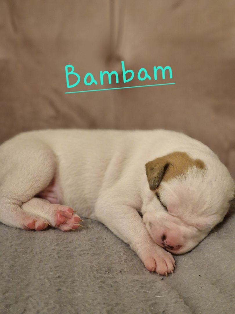American Bulldog /Amerikanische Bulldoggen Welpen