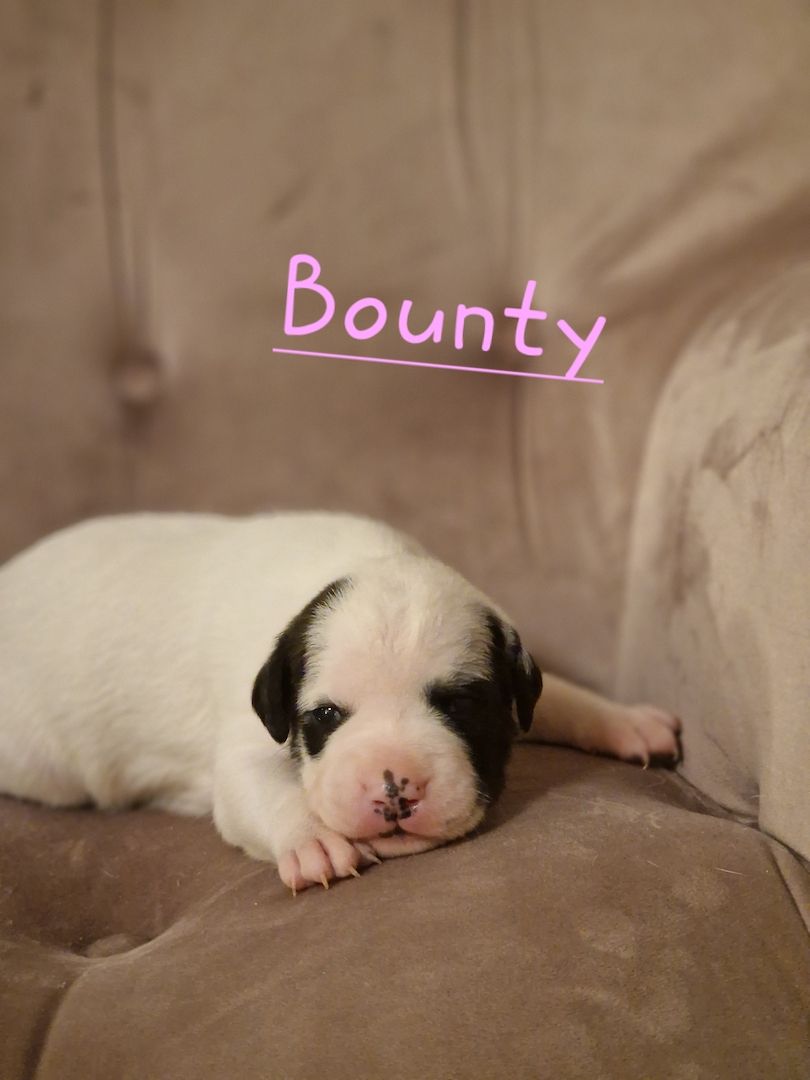 American Bulldog /Amerikanische Bulldoggen Welpen