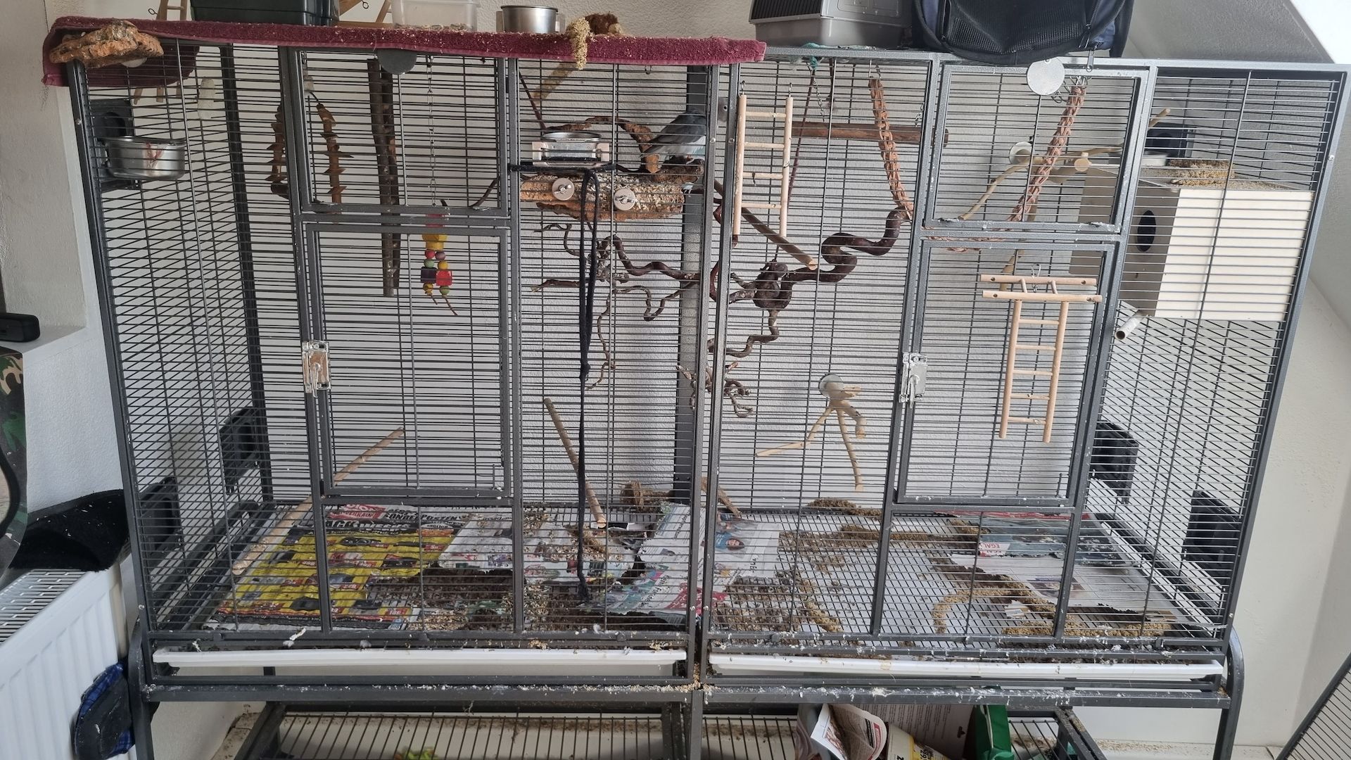 Agaporniden Pärchen unzertrennliche