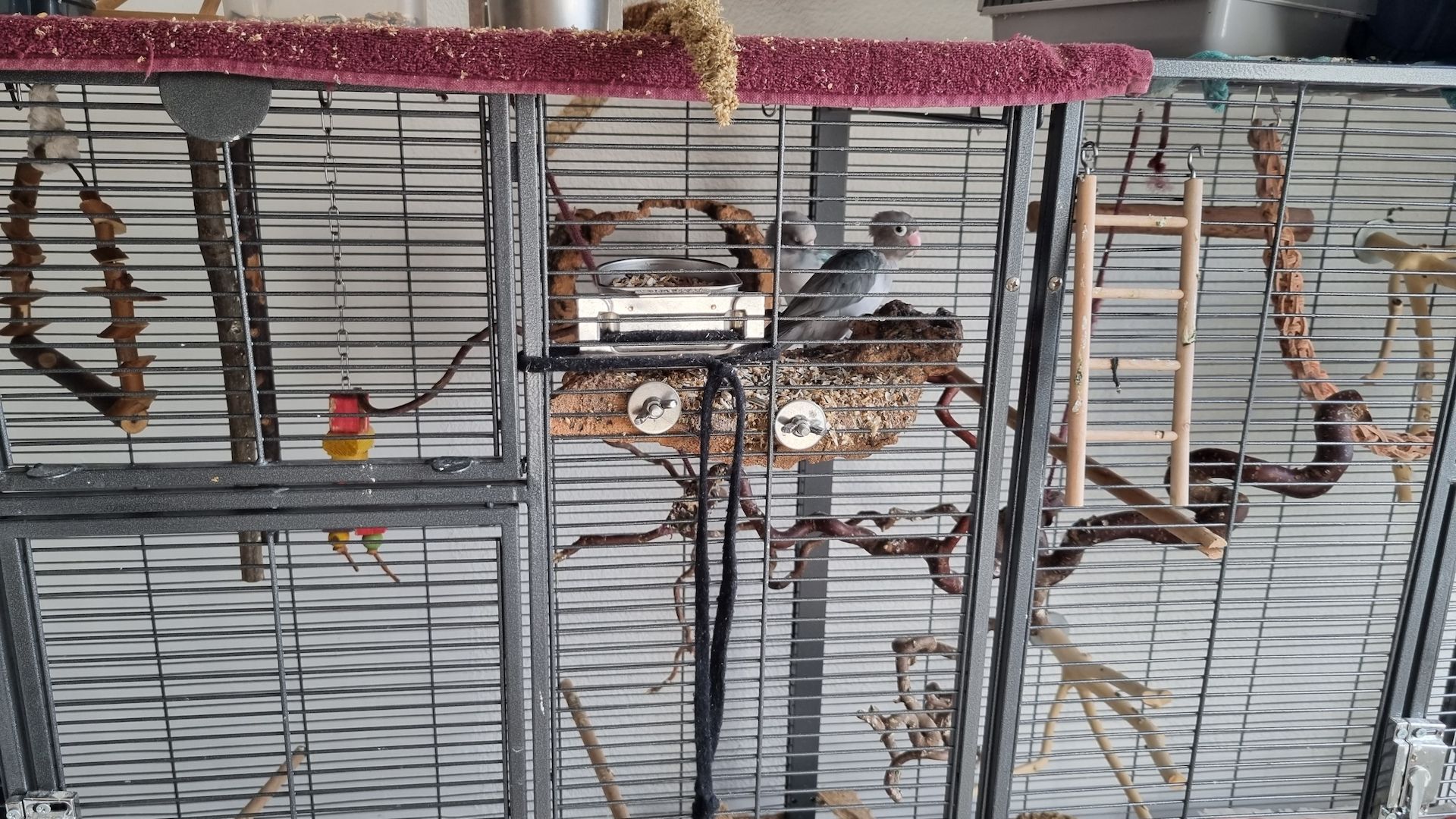 Agaporniden Pärchen unzertrennliche