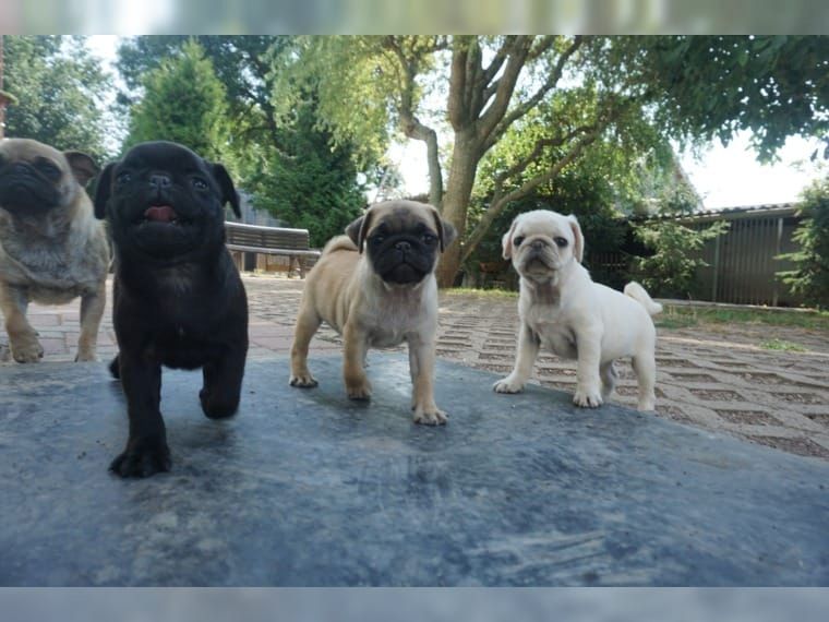 Perfekte Mops Welpen 12 Wochen Alt