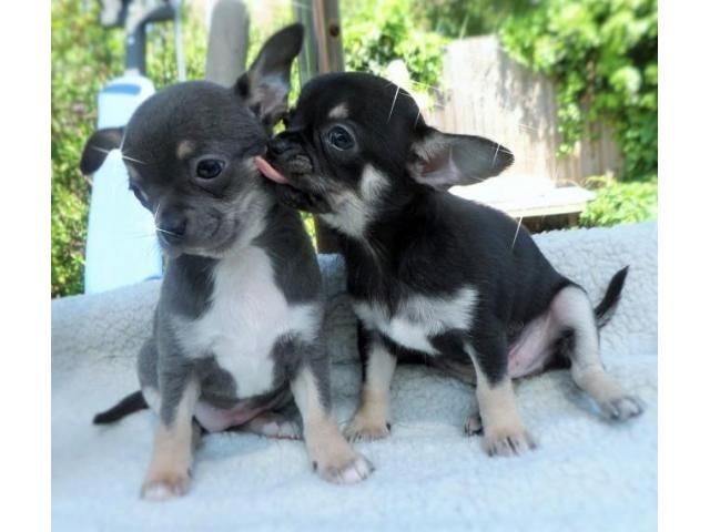 Reinrassige Chihuahua mit Papieren