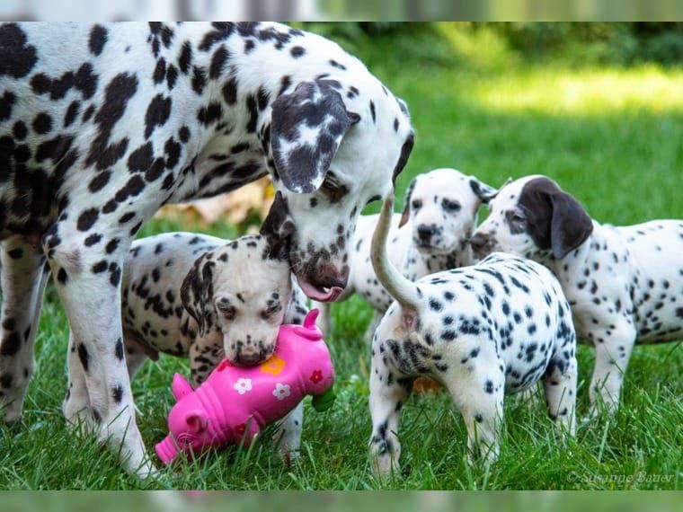 Liebevolles Dalmatiner Welpen
