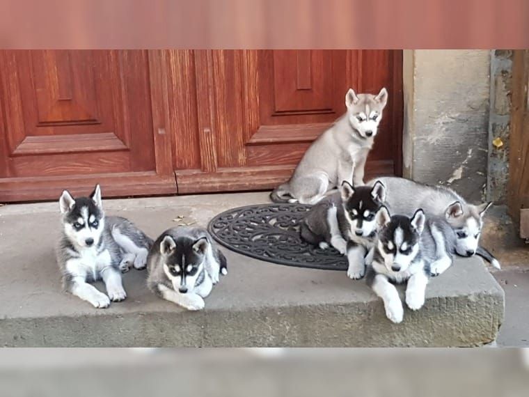 Reinrassige Siberian Husky Welpen