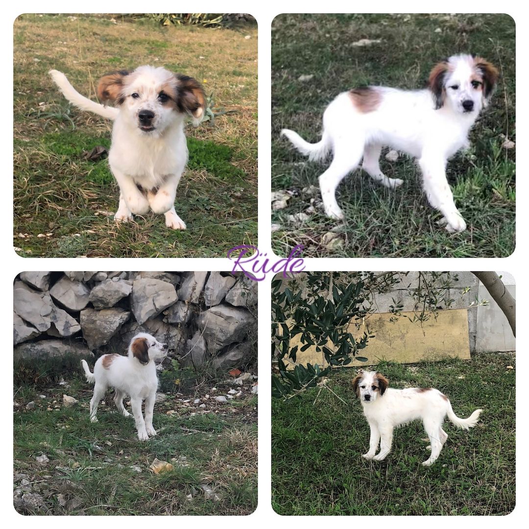 Welpen suchen ein Zuhause Welpen suchen ein Zuhause