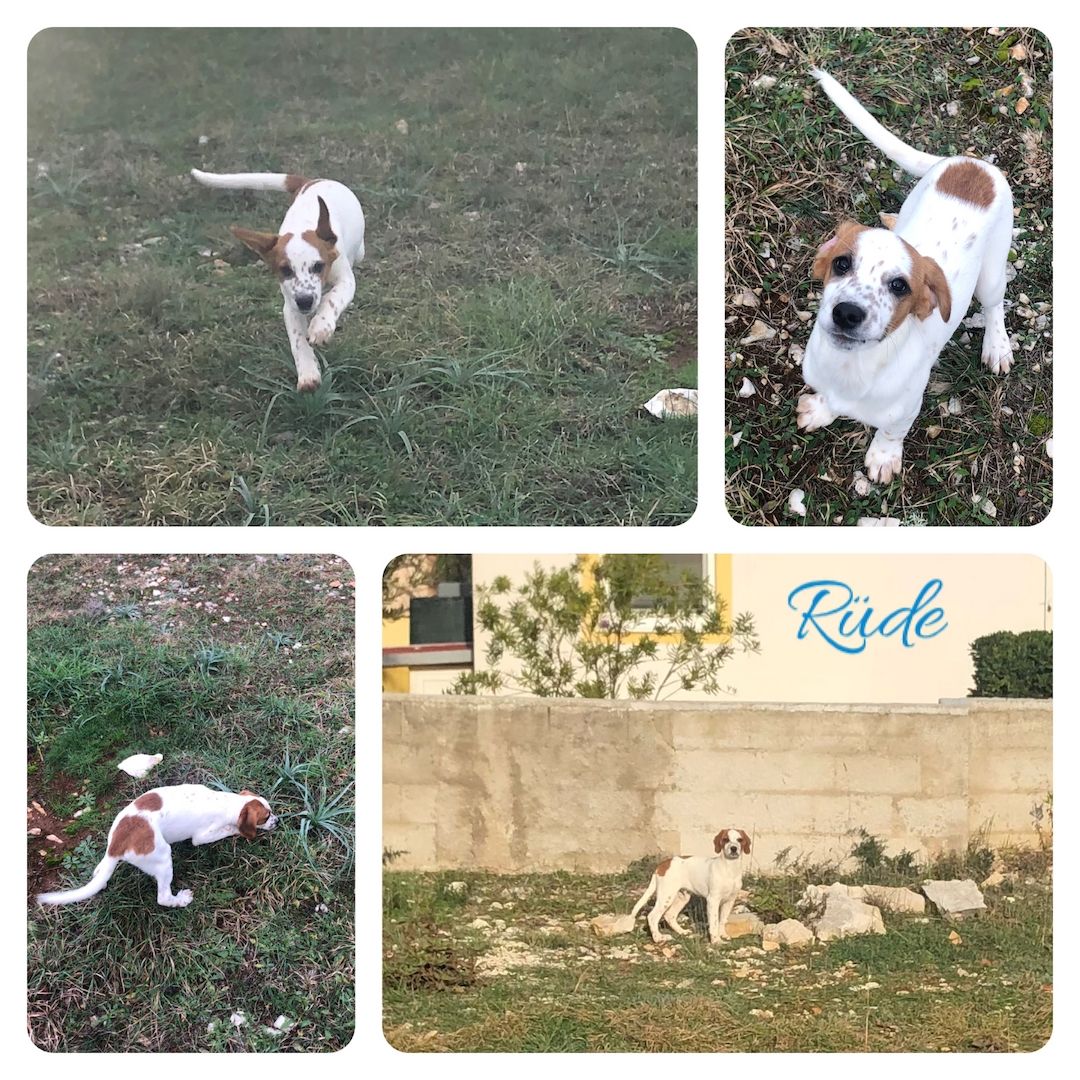 Welpen suchen ein Zuhause Welpen suchen ein Zuhause