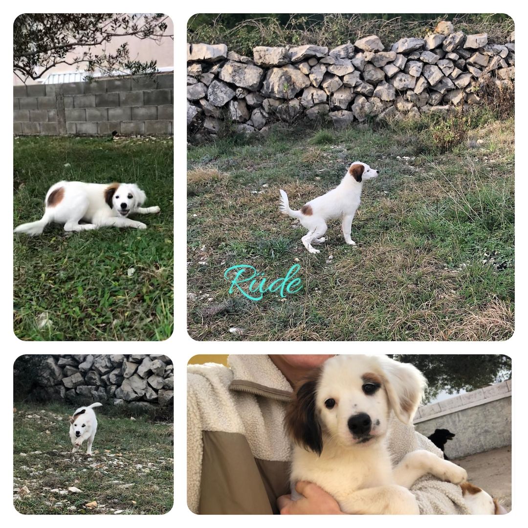 Welpen suchen ein Zuhause Welpen suchen ein Zuhause