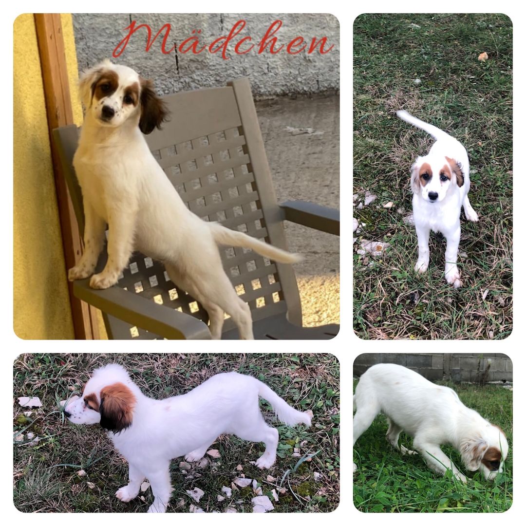 Welpen suchen ein Zuhause Welpen suchen ein Zuhause