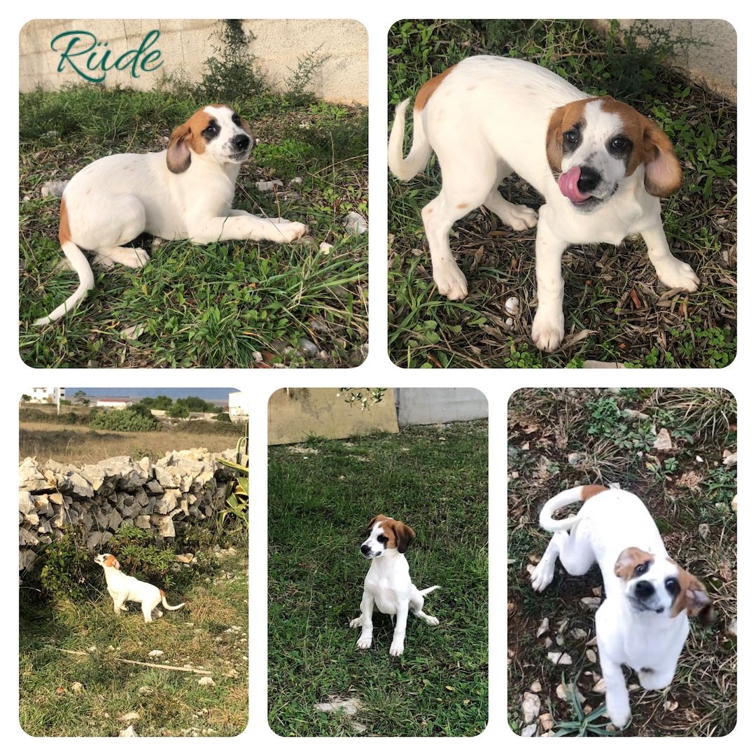 Welpen suchen ein Zuhause Welpen suchen ein Zuhause