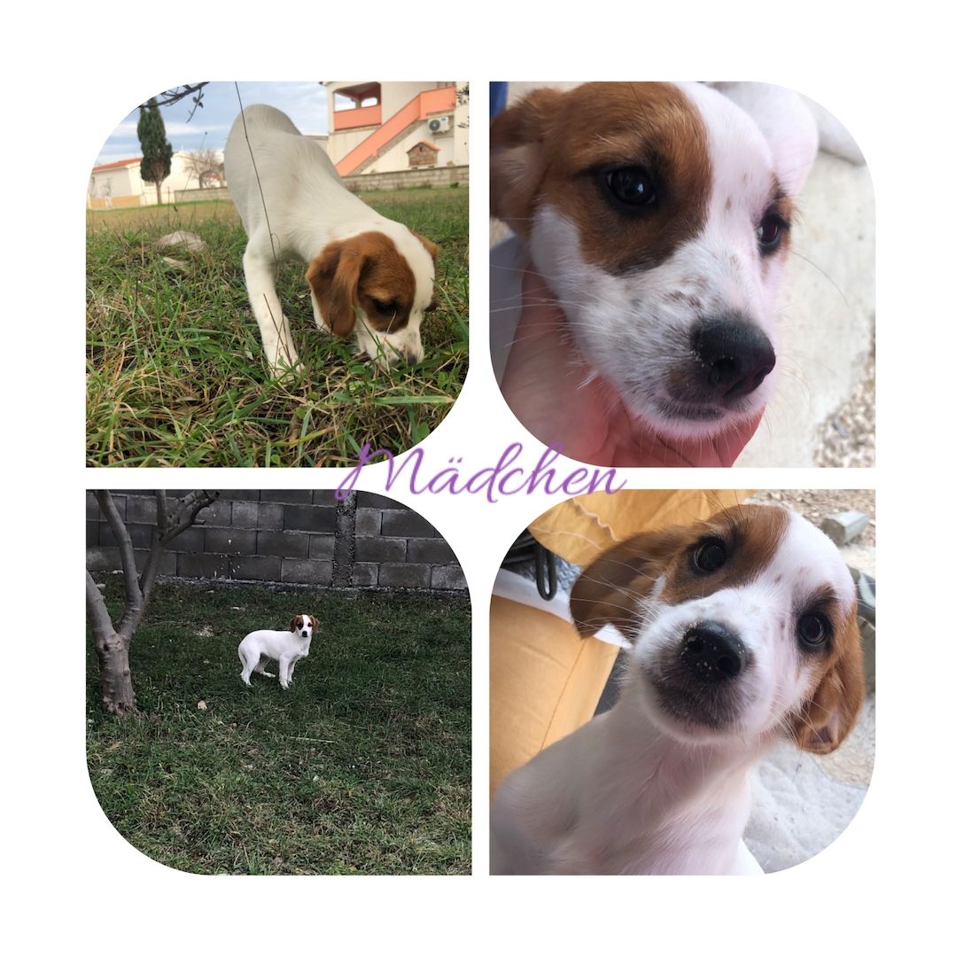 Welpen suchen ein Zuhause Welpen suchen ein Zuhause