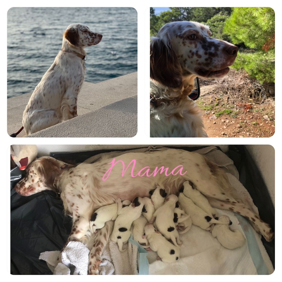 Welpen suchen ein Zuhause Welpen suchen ein Zuhause