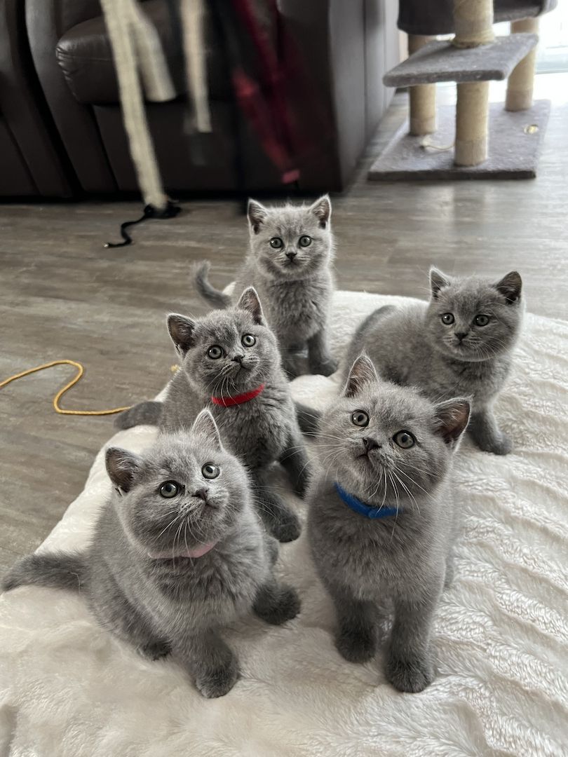 Reinrassige BKH Kitten