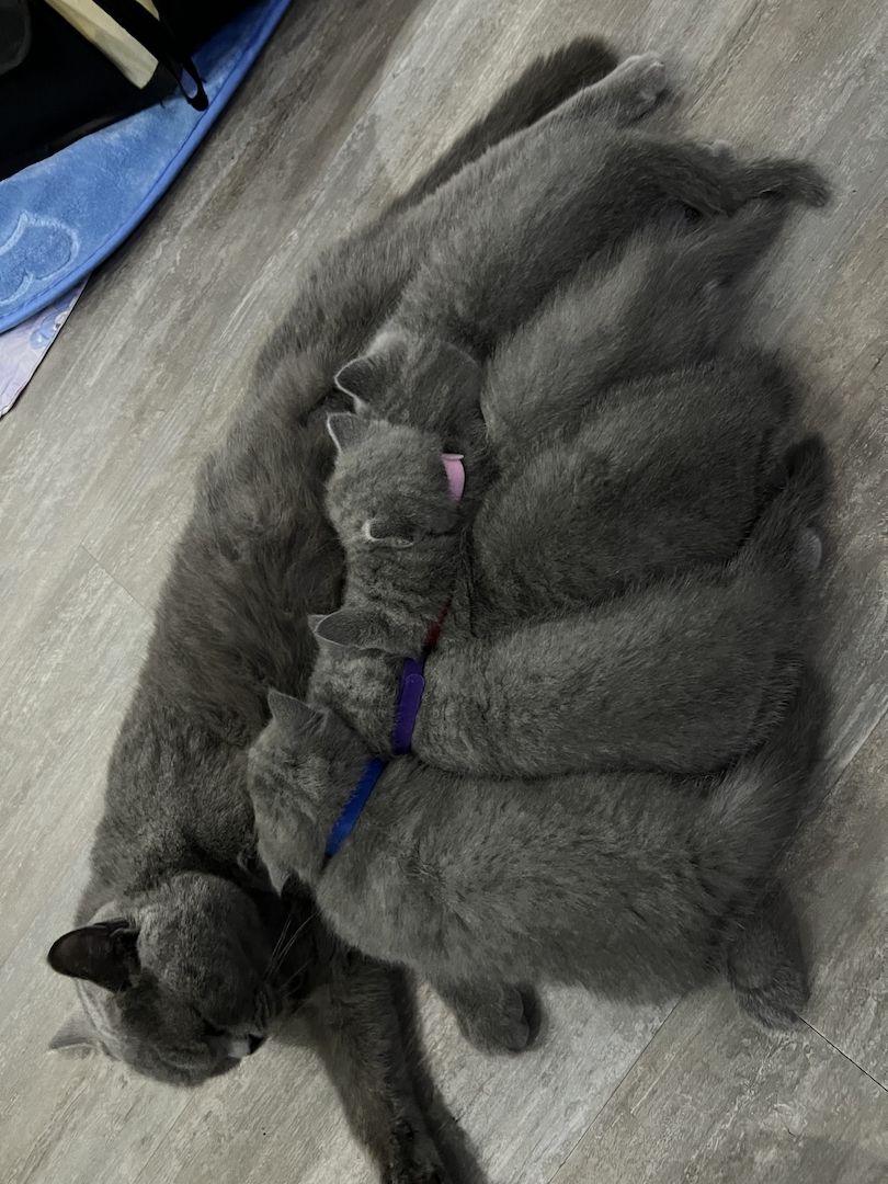 Reinrassige BKH Kitten