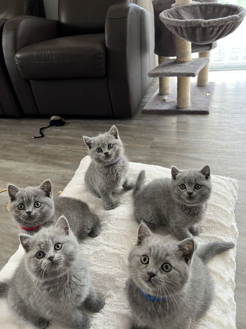 Reinrassige BKH Kitten