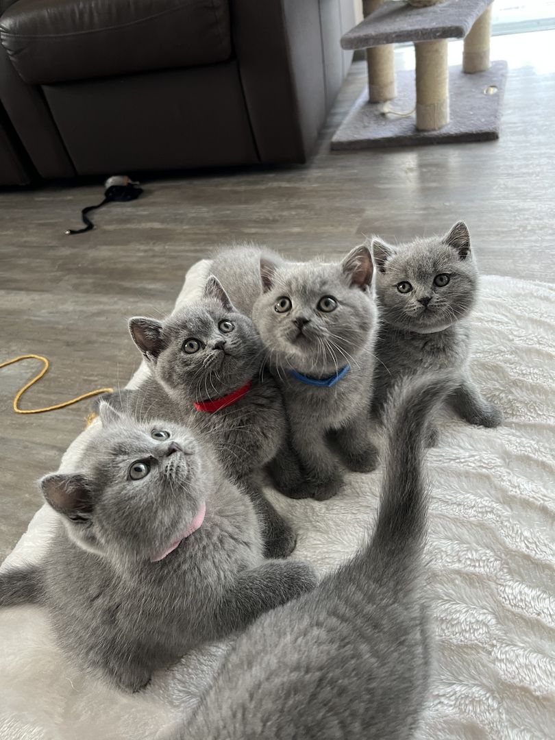 Reinrassige BKH Kitten