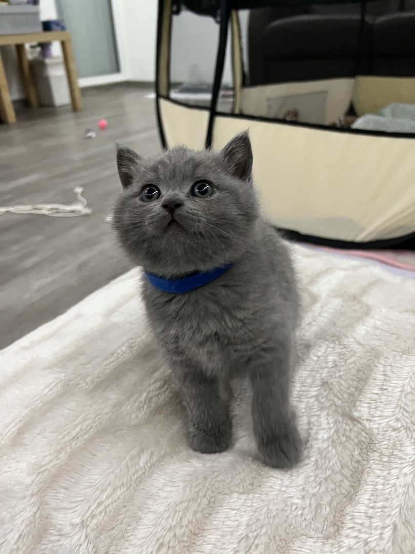 Reinrassige BKH Kitten