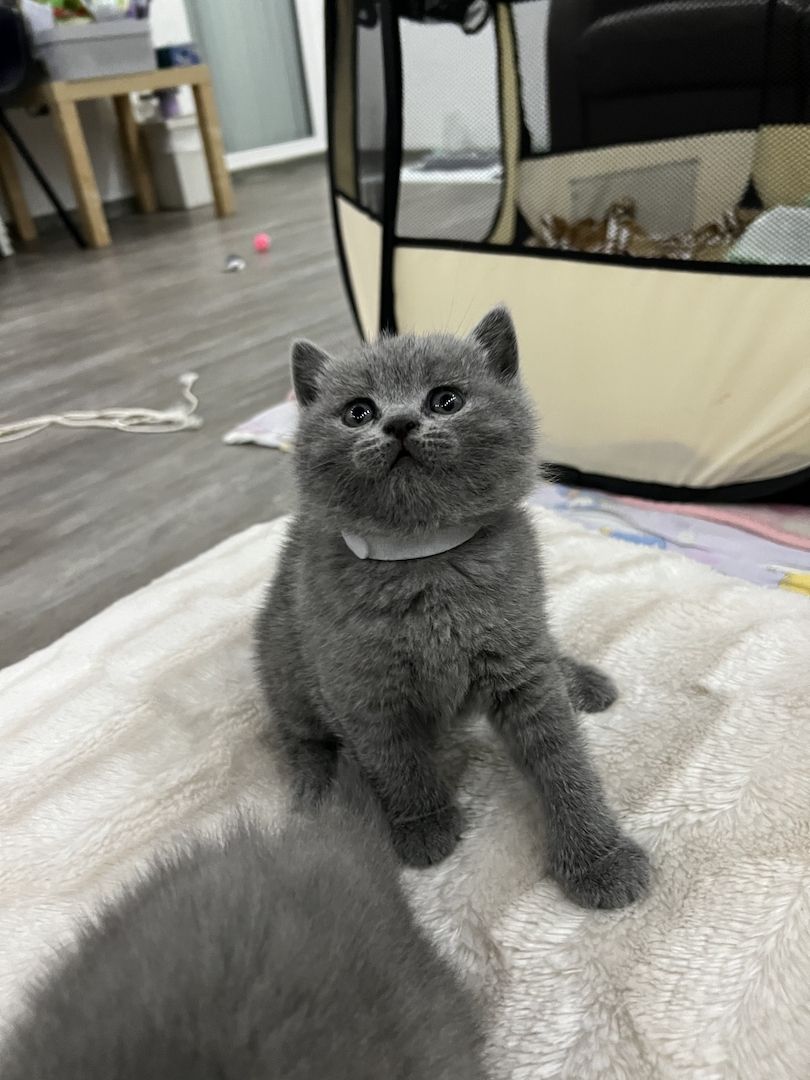 Reinrassige BKH Kitten