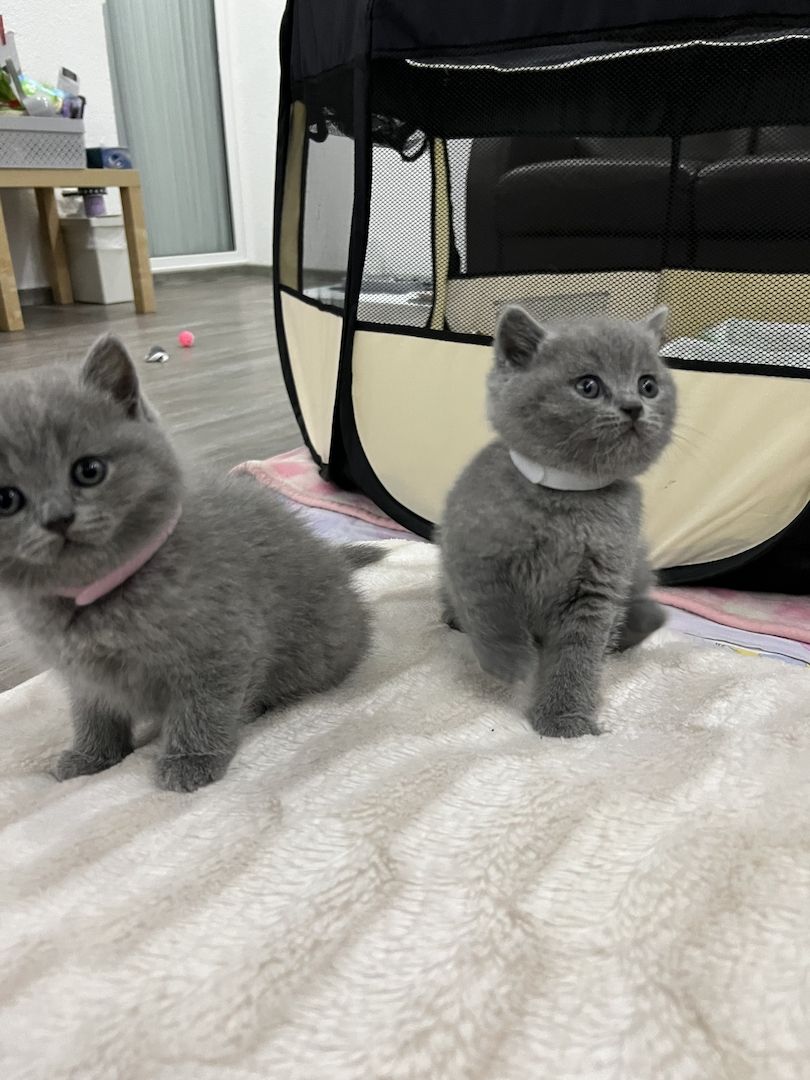 Reinrassige BKH Kitten