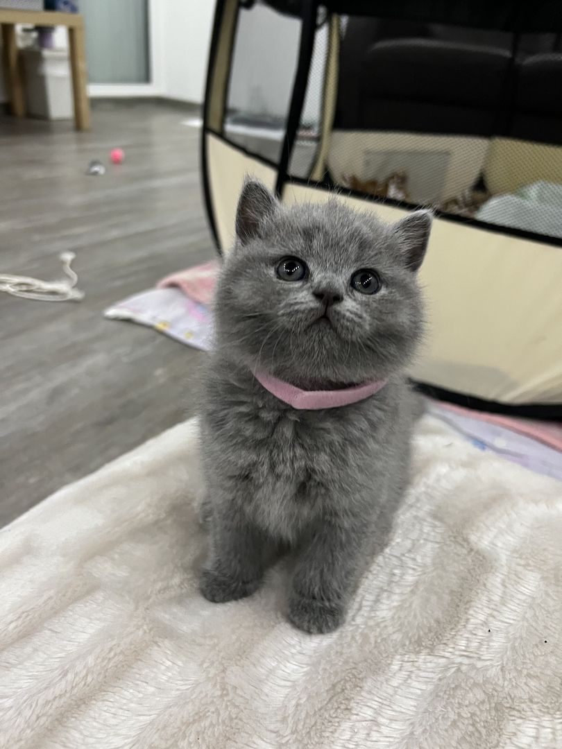 Reinrassige BKH Kitten