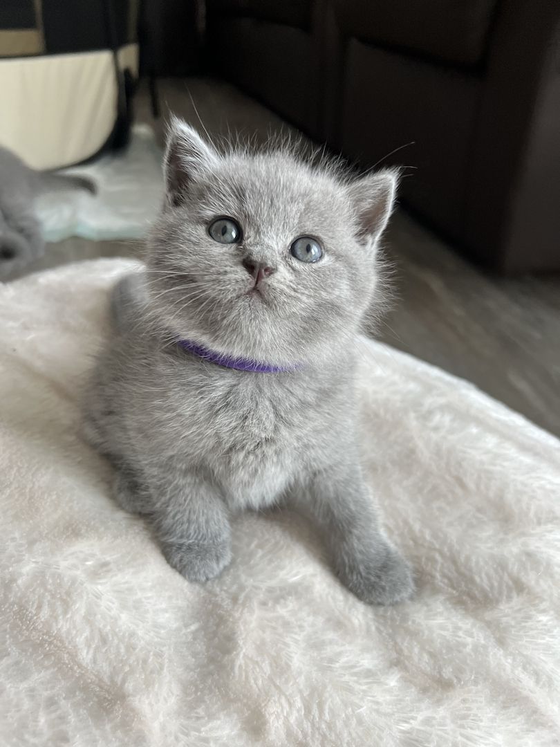 Reinrassige BKH Kitten