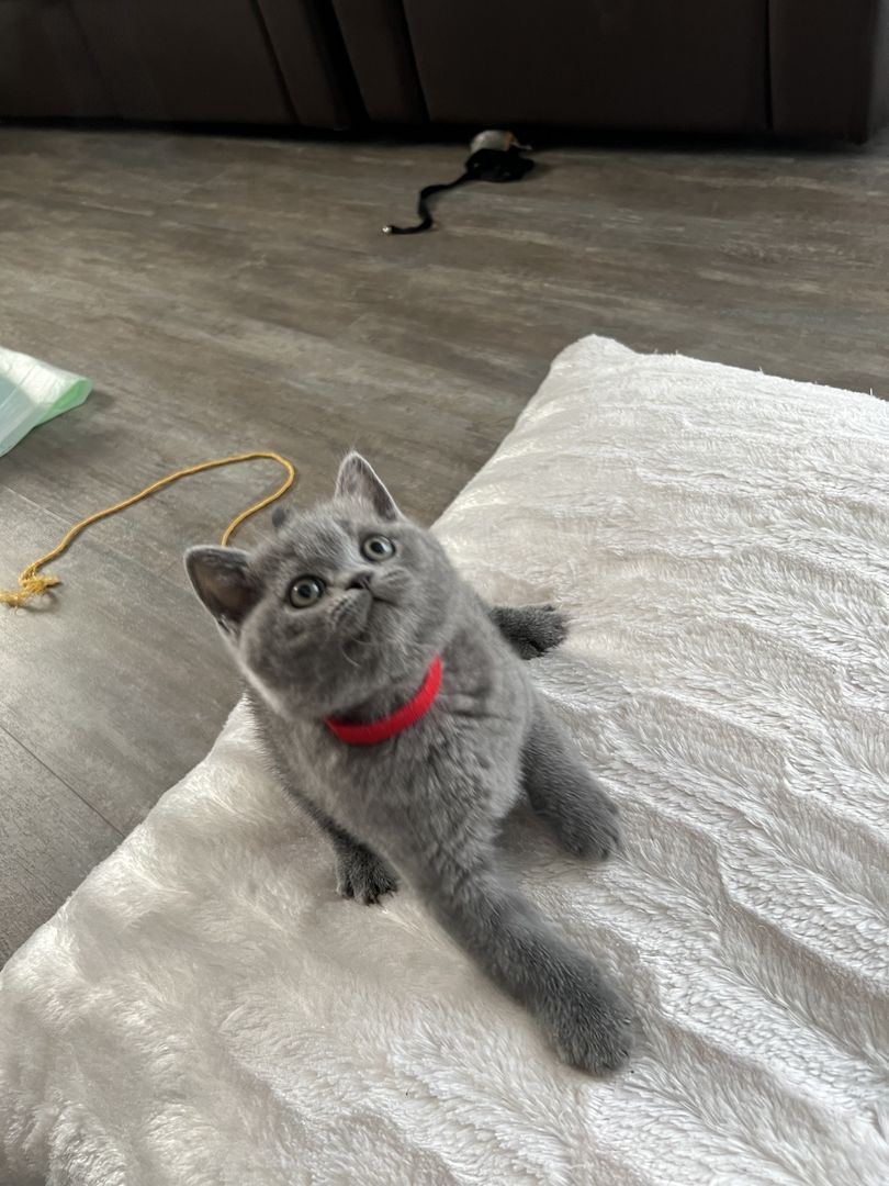 Reinrassige BKH Kitten