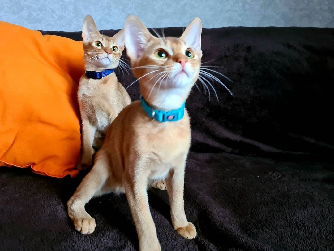 Abessinier-Kätzchen