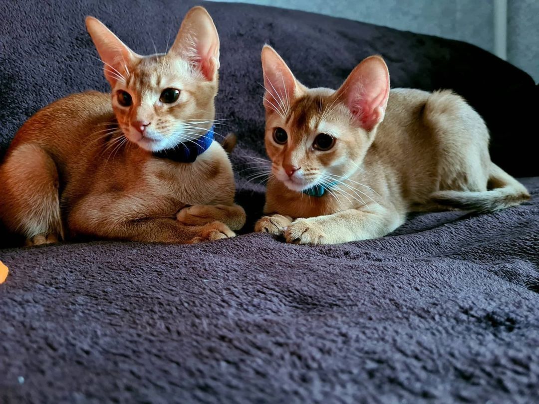 Abessinier-Kätzchen