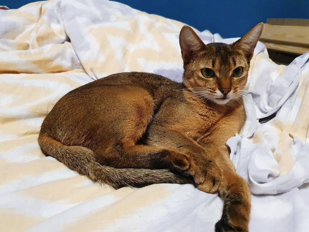 Abessinier-Kätzchen