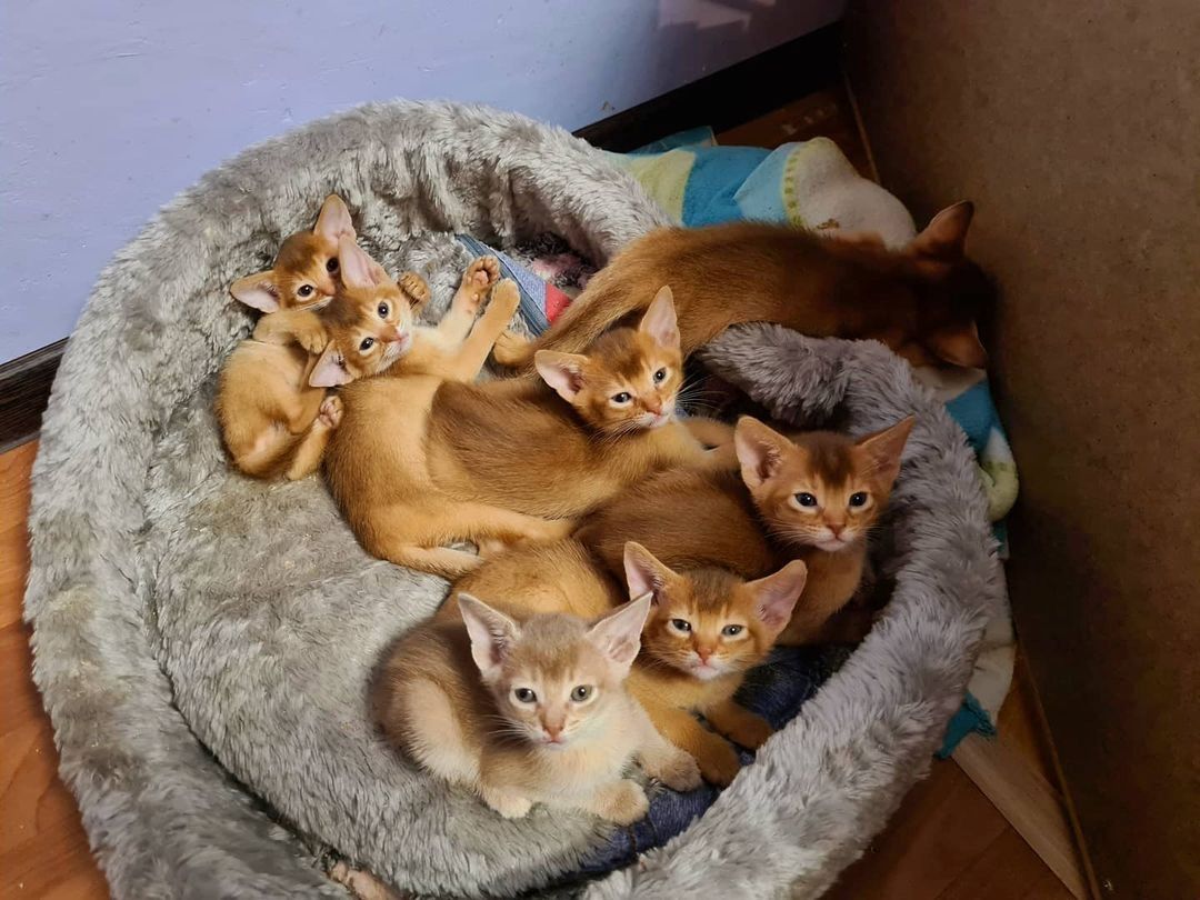 Abessinier-Kätzchen