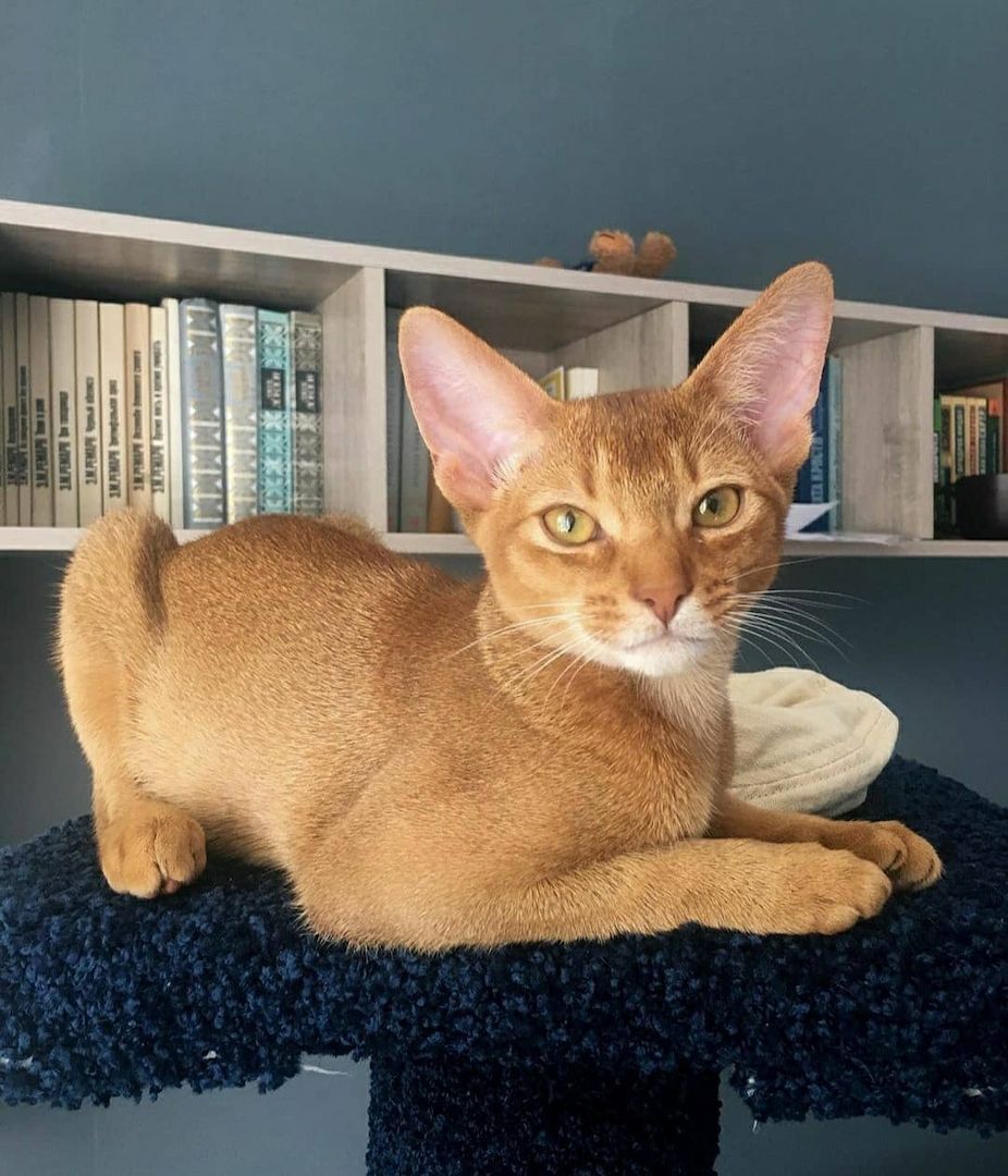 Abessinier-Kätzchen