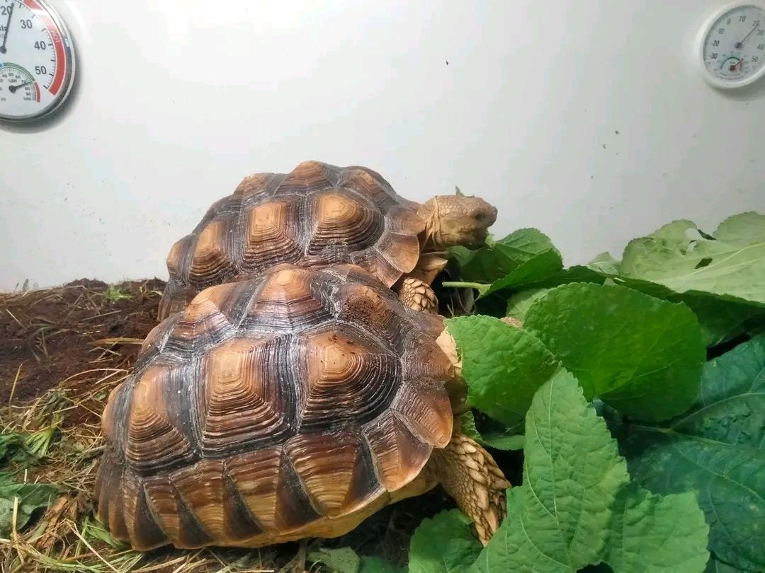 1,1 Paar Sulcata-Schildkröten
