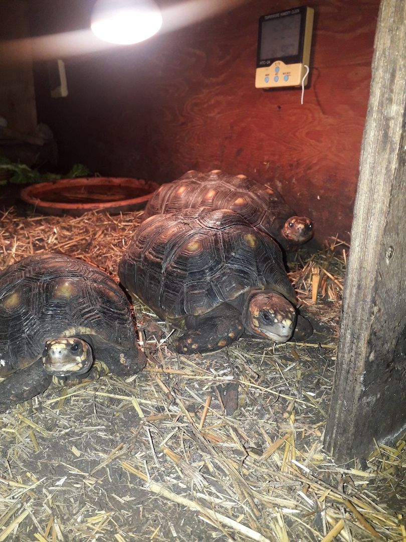 Erhältlich Paar Rotfußschildkröten