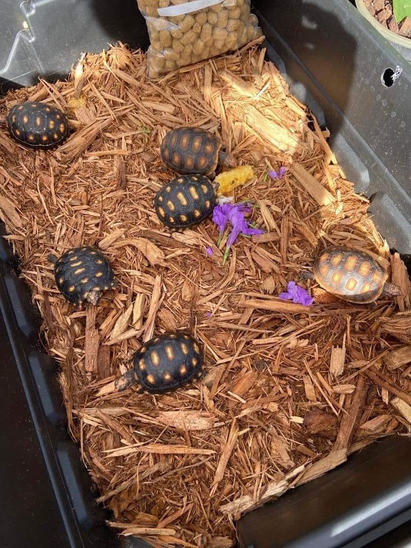 Erhältlich Paar Rotfußschildkröten