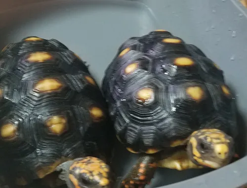 Erhältlich Paar Rotfußschildkröten