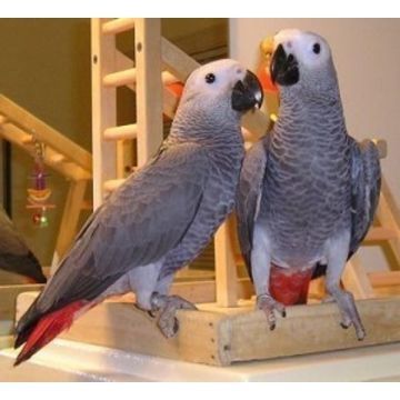 Graupapageien mit Papieren 