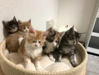 Maine Coon Babys Kitten 