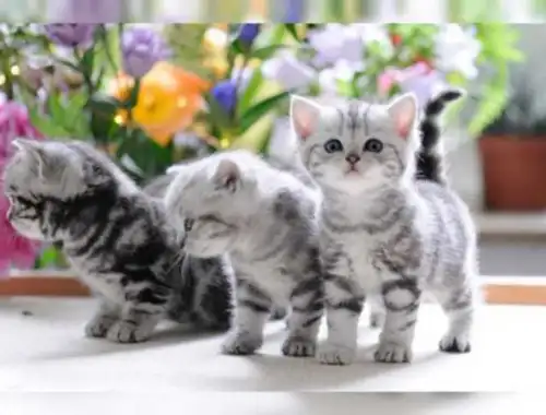 Britisch Kurzhaar (BKH) Katzenkinder mit Papieren 