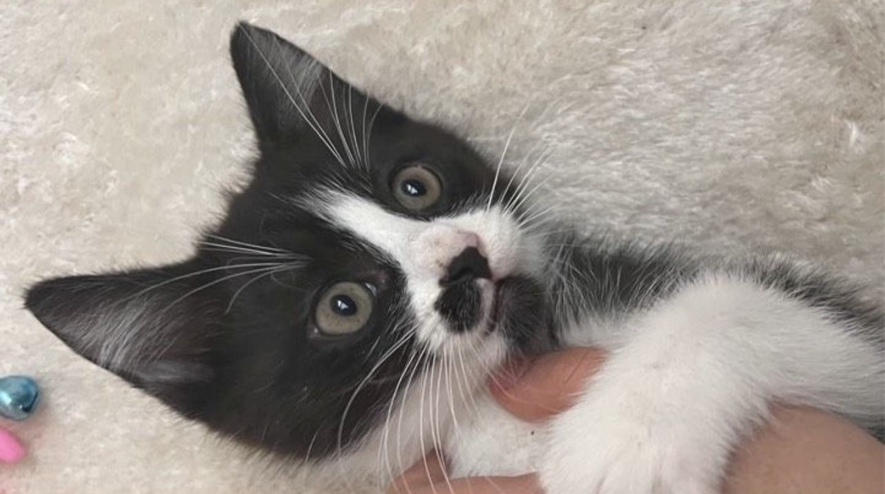 Kater Katzenbaby, Katze, kitten, Kätzchen sucht neues Zuhause