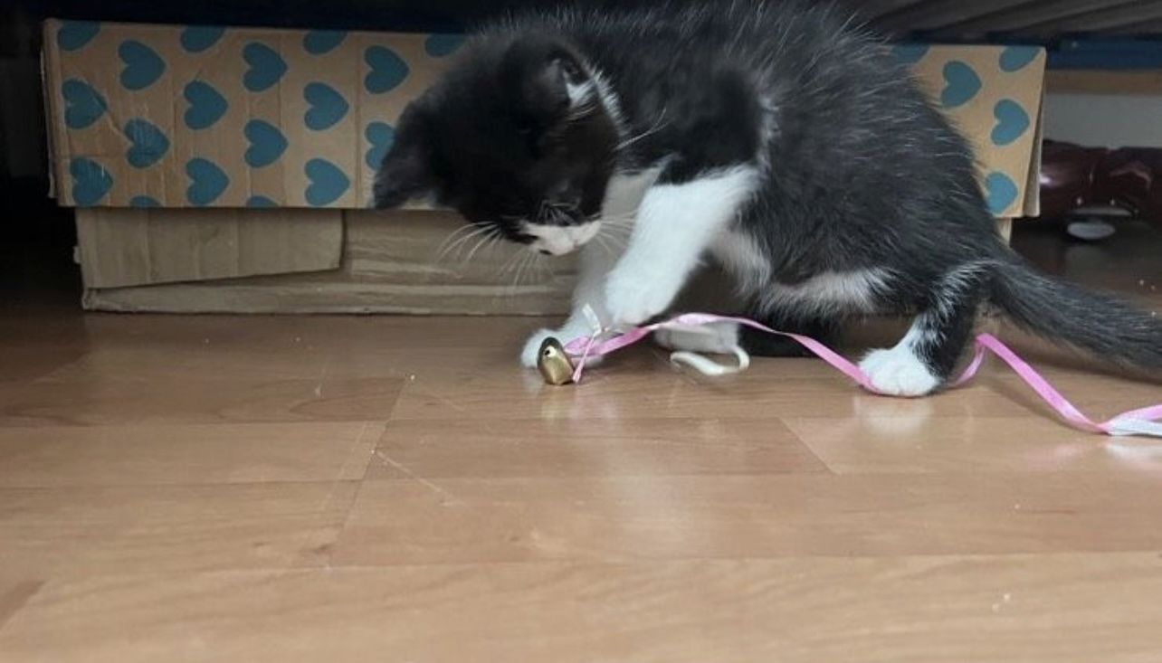 Kater Katzenbaby, Katze, kitten, Kätzchen sucht neues Zuhause