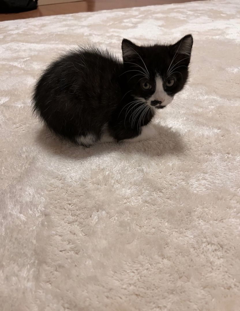 Kater Katzenbaby, Katze, kitten, Kätzchen sucht neues Zuhause