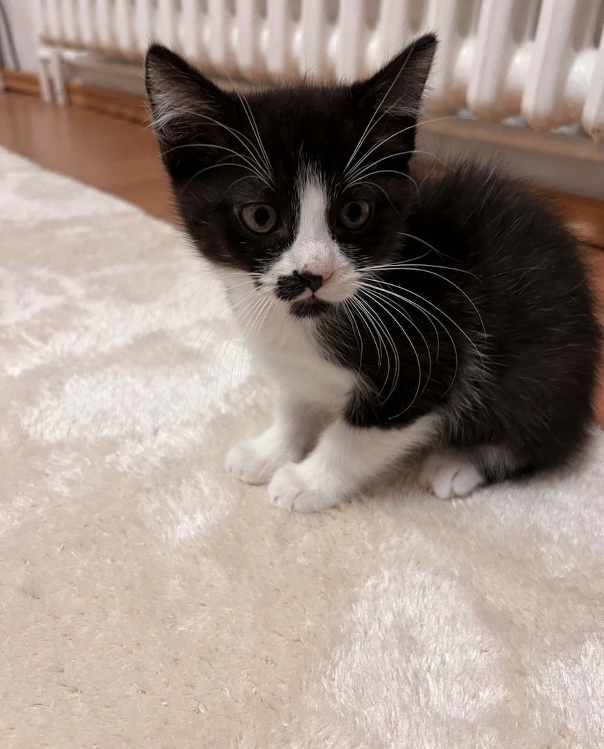 Kater Katzenbaby, Katze, kitten, Kätzchen sucht neues Zuhause