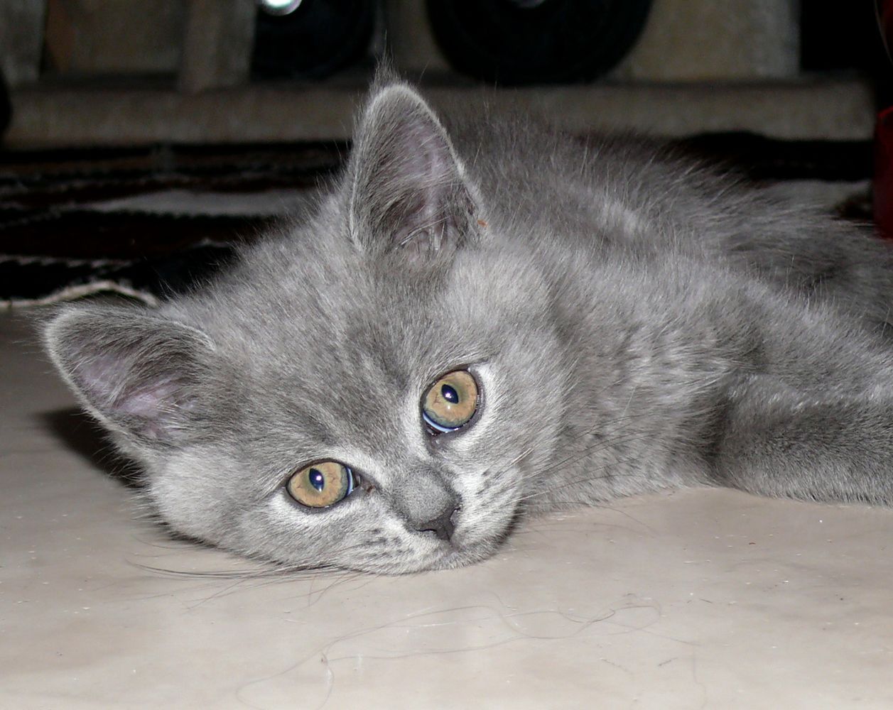 Reinrassige BKH Süßer Kater Total Verspielte sehr Lieb Grau (Blue)