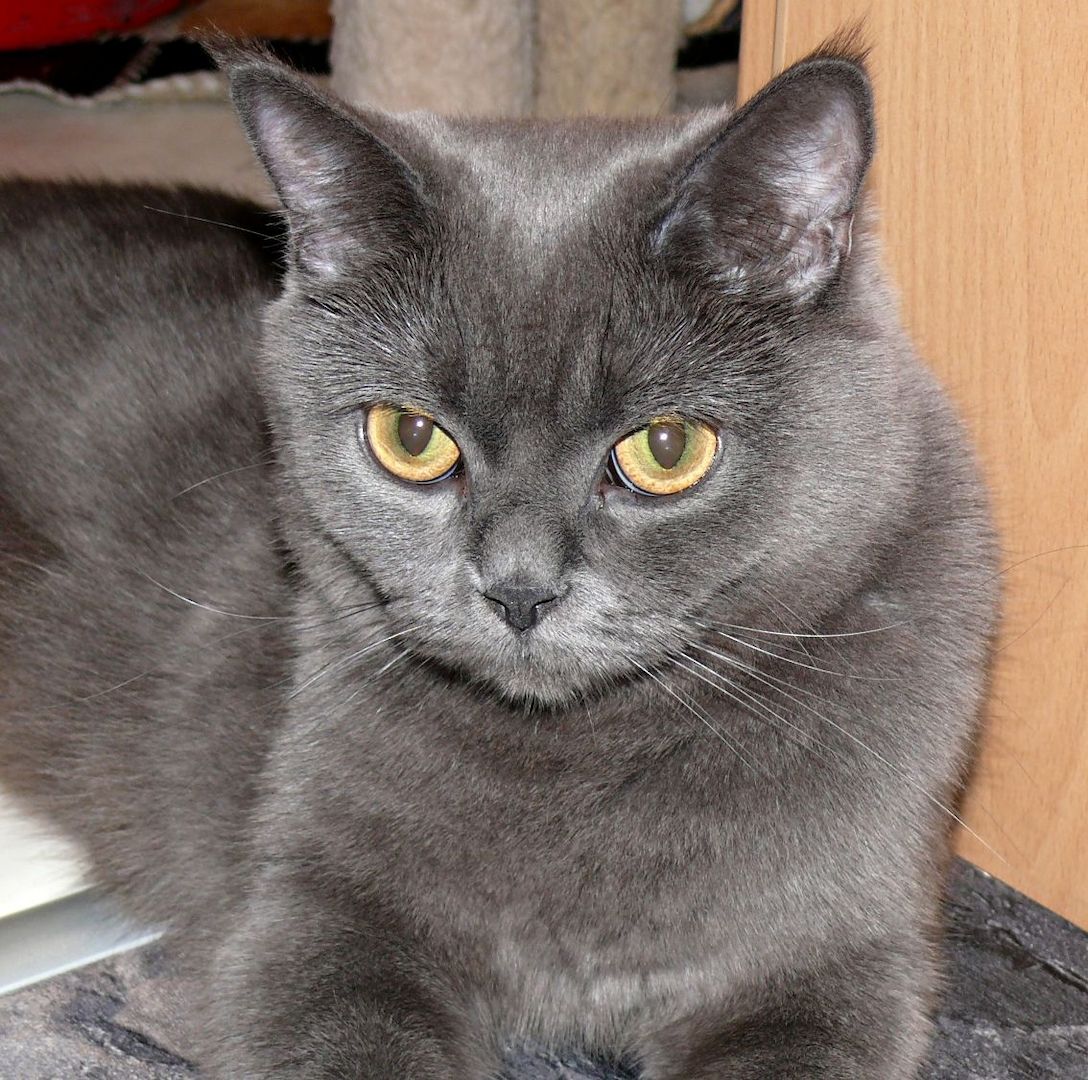 Reinrassige BKH Süßer Kater Total Verspielte sehr Lieb Grau (Blue)